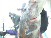 ◈ 해상호 ◈ 11월 17일 단체 조황 사진!!