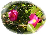 통영 미륵산에 오르다(주주송년모임)