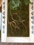 털보심마니농원 | 심마니분들이 채취해 본 협회에 거쳐간삼 - 본협회를 거쳐서 판매된 산삼 - 가야산장뇌산양삼농원 심마니분들이 채취해 본 협회에 거쳐간삼