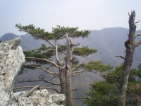 산행기 - 100산(49) 도일봉~용조봉~중원산으로의 연계산행..양평 (08.4/5 토)