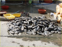 충남 오천항 겡게미무침..