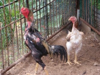 사모닭<쌈닭> - 관상용조류사진 - 관상용조류농장 사모닭<쌈닭>