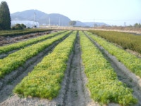 나무박사-조경수, 유실수, 정원수, 농원, 직거래, 키우기정보 | 소나무(강송) 묘목 예약받습니다. - Daum 카페 소나무(강송) 묘목 예약받습니다.