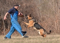 화이트 도그(White Dog). 애견영화 최고의 문제작 - 멍멍이 갤러리