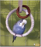 Flipboard의 Pet of the Day .com