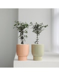 올리브나무 컬러받침 화분세트 : 공기정화식물 - 엑스플랜트