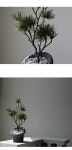 해송분재 조화 테라스톤 - 감도 깊은 취향 셀렉트샵 29CM