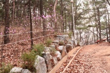 능안공원에도 봄이(1) - 산본 12단지 목련한양 | 부동산뱅크 커뮤니티
