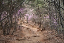우리집 뒷뜰 정원 수리산 산책(1)-12단지 목련한양 | 부동산뱅크 커뮤니티
