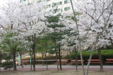 능안공원의 사계(봄편-14) - 산본12단지한양목련 | 부동산뱅크 커뮤니티