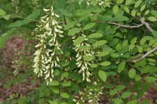 동산공원의(레포츠공원) 봄내음(3) | 부동산뱅크 커뮤니티