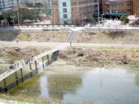 안양천에 찾아온 봄 | 부동산뱅크 커뮤니티