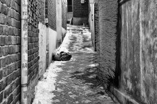 사진마을 : 작가마당 - 고단함이 봄바람에 살랑살랑 고단함이 봄바람에 살랑살랑