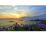 사진마을 : 작가마당 - 해국이 핀 바다의 아침 해국이 핀 바다의 아침