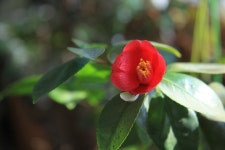 : 사진마을 : - 동백꽃이 피었습니다. 동백꽃이 피었습니다.