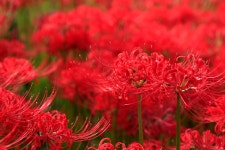 : 사진마을 : - 꽃무릇 꽃무릇