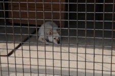 : 사진마을 : - [테마-동물] 개팔자 [테마-동물] 개팔자