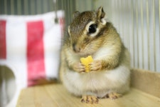 : 사진마을 : - 저희집 공주님 별이입니다! 저희집 공주님 별이입니다!