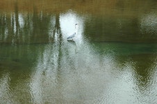 : 사진마을 : - 저수지 몽촌토성 황새 저수지 몽촌토성 황새