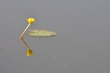 : 사진마을 : - 왜개연꽃 왜개연꽃