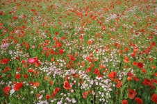 : 사진마을 : - 몽촌, 꽃 나무 풀 몽촌, 꽃 나무 풀