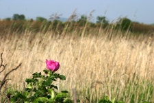 : 사진마을 : - 갈대숲과 꽃 갈대숲과 꽃