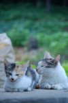 : 사진마을 : - 강화도 고양이 강화도 고양이
