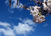 : 사진마을 : - 꽃 꽃