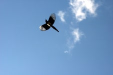 : 사진마을 : - 아침을 여는 까치 아침을 여는 까치