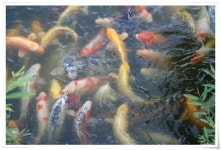 : 사진마을 : - 물 :: 물 반, 고기 반 물 :: 물 반, 고기 반