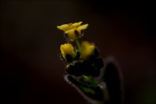 : 사진마을 : - 꽃다지 꽃다지