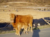 : 사진마을 : - 엄마 찾아 삼만리 엄마 찾아 삼만리