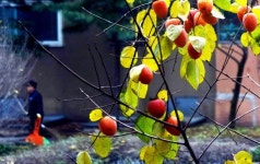 : 사진마을 : - 노년 노동 성역 노년 노동 성역