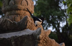 : 사진마을 : - 사리탑에 앉았다가 떠나려는 까치 사리탑에 앉았다가 떠나려는 까치