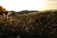 : 사진마을 : - 억새... 억새...