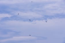 : 사진마을 : - 편대 비행 편대 비행