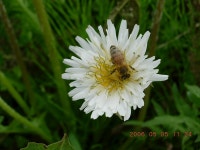 : 사진마을 : - 민들레^^ 민들레^^