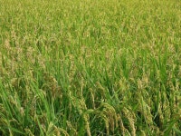 : 사진마을 : - 천성산 화엄벌 가는길에 천성산 화엄벌 가는길에