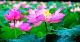 : 사진마을 : - 연꽃의 향연 연꽃의 향연