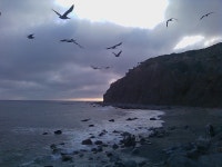 Dana Point, CA : Dana Rocks and Gulls photo, picture, image (California) at city-data.com