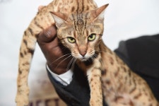 Cats Are Welcome at the Westminster Dog Show This Year