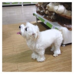 mollys pet shop | Gyeonggi-do 용인 기흥구 용구대로 2457