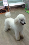 mollys pet shop | Gyeonggi-do 용인 기흥구 용구대로 2457