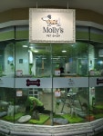 mollys pet shop | Gyeonggi-do 용인 기흥구 용구대로 2457