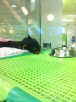 mollys pet shop | Gyeonggi-do 용인 기흥구 용구대로 2457