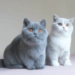 British Shorthair | Wiki | Furry Amino