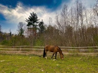 Rainy Days ahead 🌧 | Pets Amino
