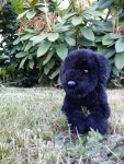 What should my black labs name be? | Douglas Plushies Amino