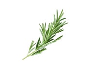 Rosemary | Wiki | Wiccan Amino