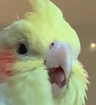 S c r e a m | Furry Amino